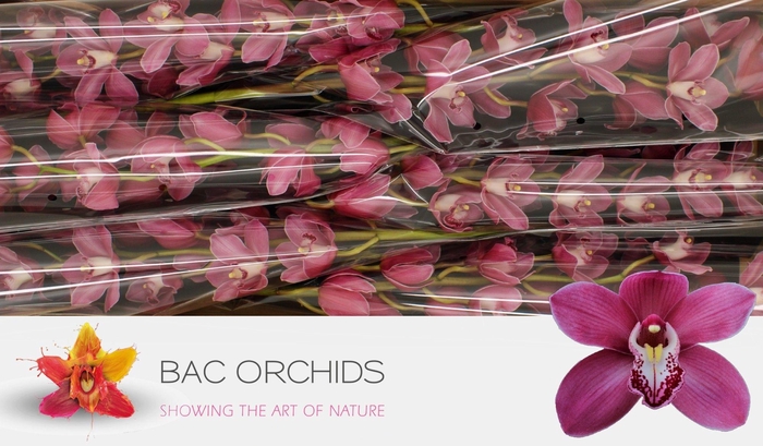 <h4>CYMB T PRINCESS</h4>