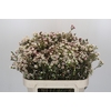Chamelaucium Moonlight Delight