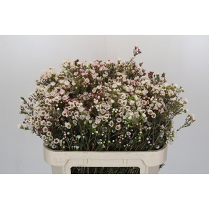 Chamelaucium Moonlight Delight