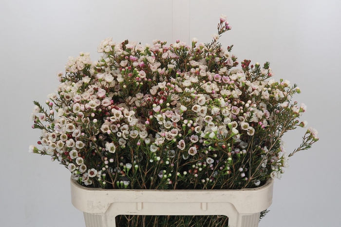 <h4>Chamelaucium Moonlight Delight</h4>