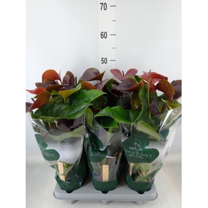 Anthurium andr. 'Essencia'