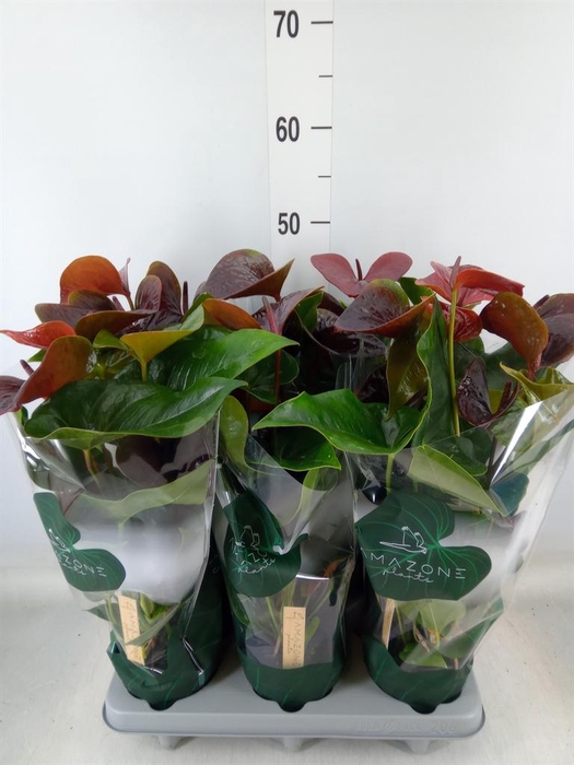 <h4>Anthurium andr. 'Essencia'</h4>