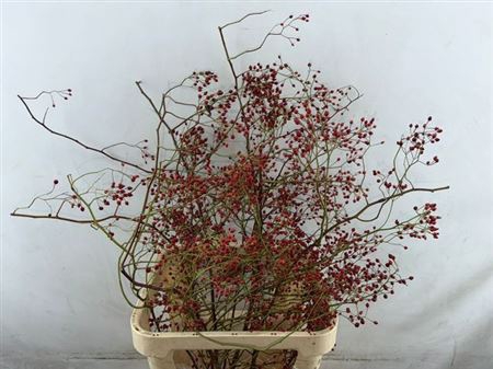 Rosa Corallo Rfruits