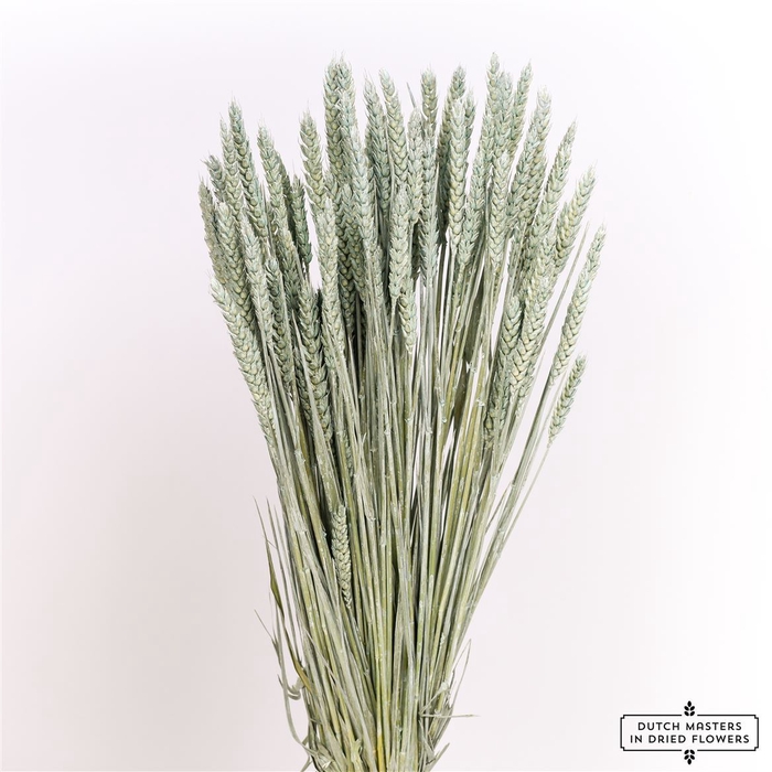 <h4>Dried Triticum Frosted Light Blue Bunch</h4>