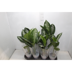 AGLAONEMA PATAYA P12