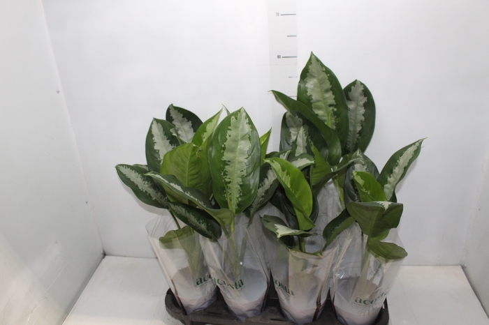 <h4>AGLAONEMA PATAYA P12</h4>