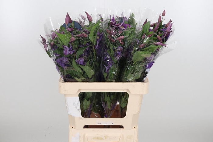 <h4>Clem Amazing Rome</h4>