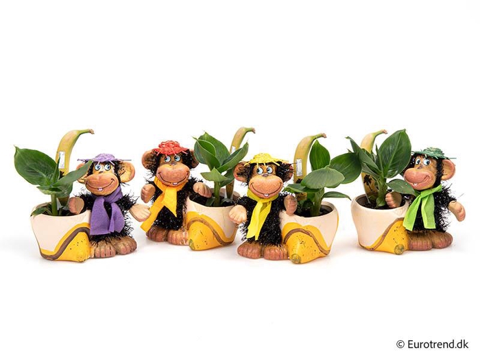 MUSA ACUMINATA P6 E 2932