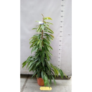 Ficus binn. 'Amstel King'