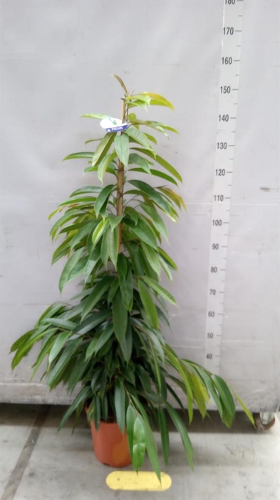 <h4>Ficus binn. 'Amstel King'</h4>