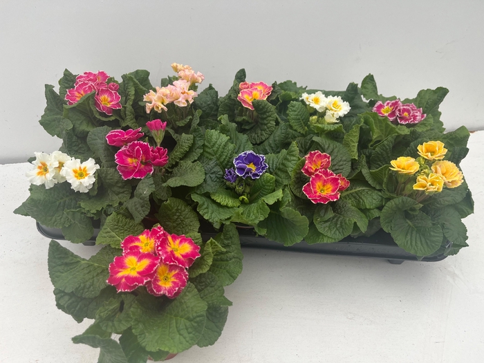 <h4>PRIM AC SIROCO GEM</h4>