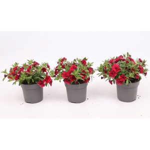 Calibrachoa MiniFamous® Double Red