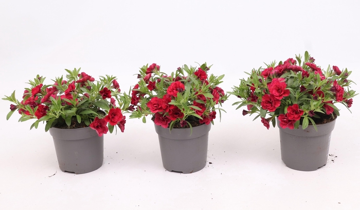 <h4>Calibrachoa MiniFamous® Double Red</h4>
