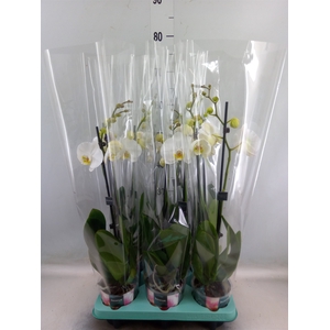 Phalaenopsis   ...