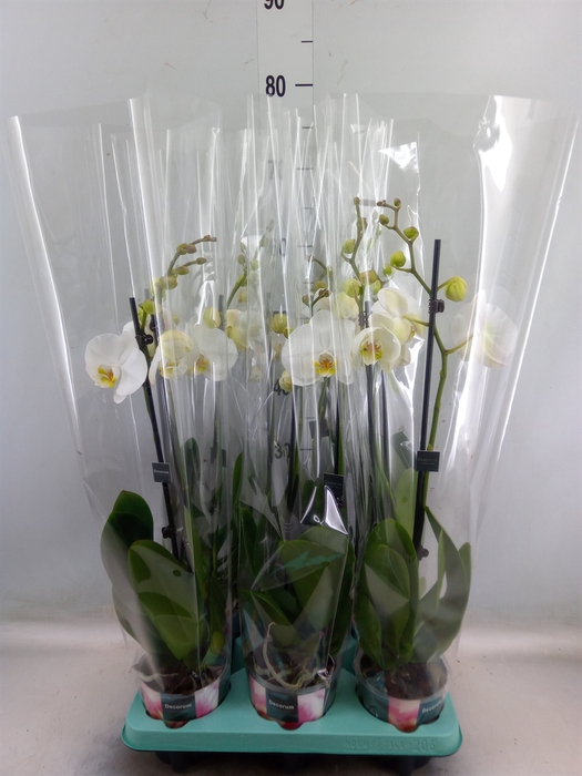 <h4>Phalaenopsis   ...</h4>