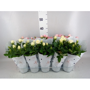 Rosa  'Infinity'   ...mix