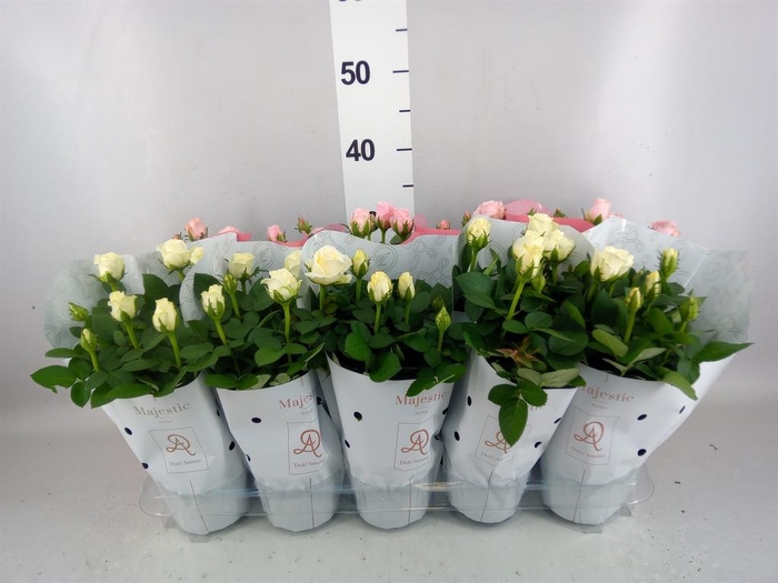 <h4>Rosa  'Infinity'   ...mix</h4>