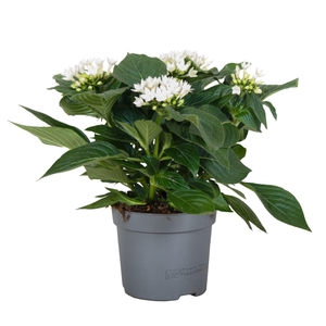 Pentas Starcluster White