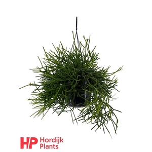 Rhipsalis heteroclada P15