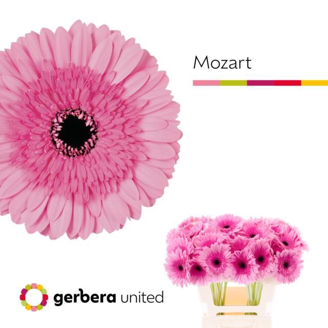 <h4>GE GR MOZART</h4>