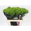 Dianthus Br Kiwi Mellow