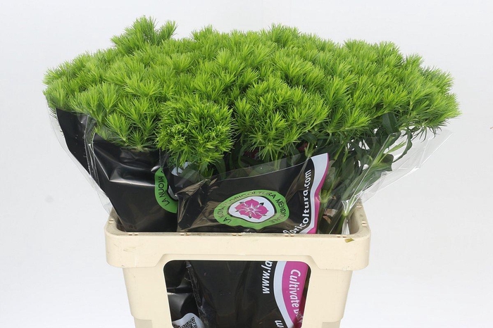 Dianthus Br Kiwi Mellow