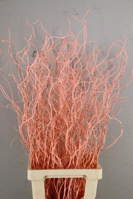 <h4>Salix Tortuosa Apricot</h4>