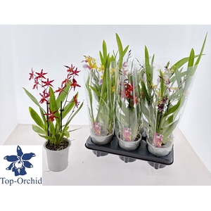 ORCHIDEEEN GEM