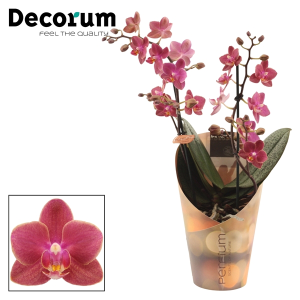 <h4>Phalaenopsis Perfíum 2+ tak Diffusion (Decorum)</h4>