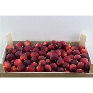 SIERAPPEL MALUS