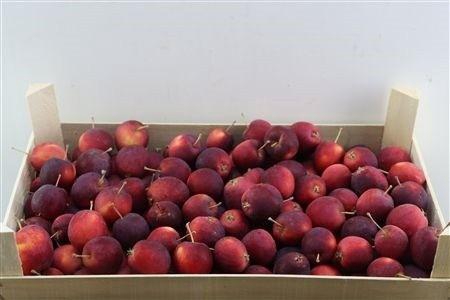 <h4>SIERAPPEL MALUS</h4>
