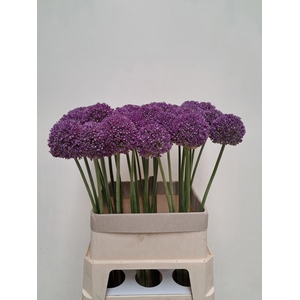 Allium Ambassador