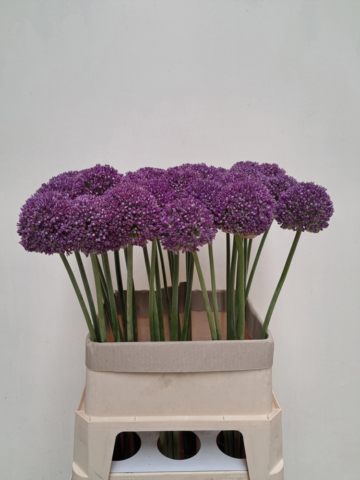 <h4>Allium Ambassador</h4>