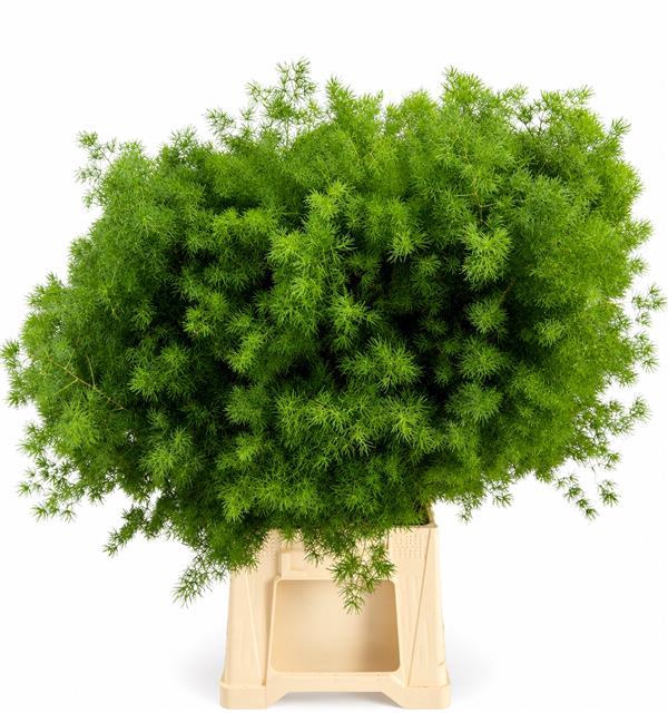<h4>Asparagus Umbellatus</h4>