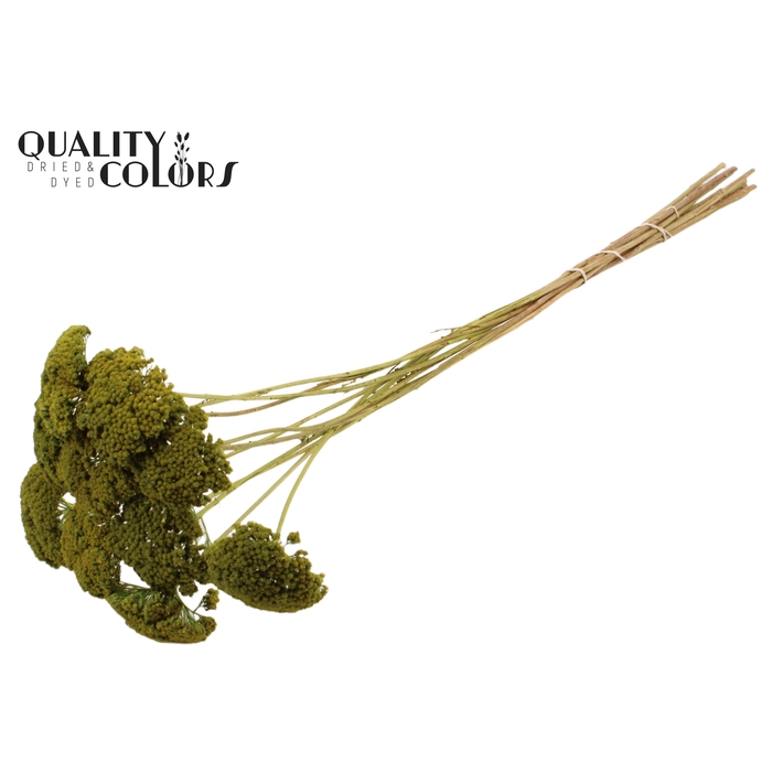 <h4>Achillea per stem 'unselected' Light Green</h4>