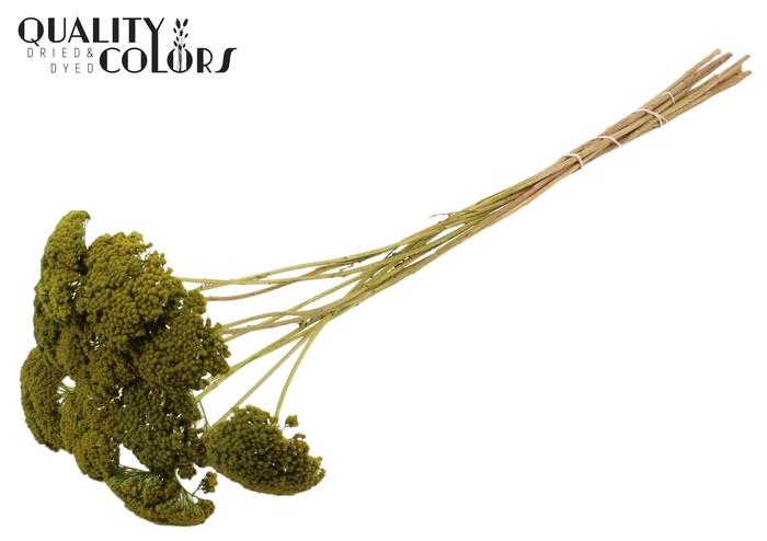 <h4>Achillea per stem Light Green</h4>