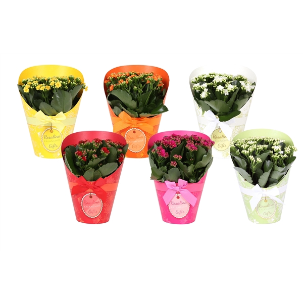 <h4>KP-848.1 - Kalanchoe Rosalina 15cm in Gifts cover</h4>