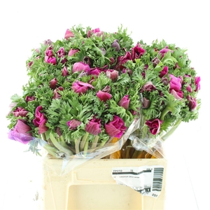 Anem Co Mar Cerise