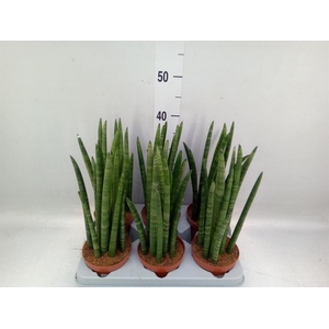 Sansevieria cyl. ...
