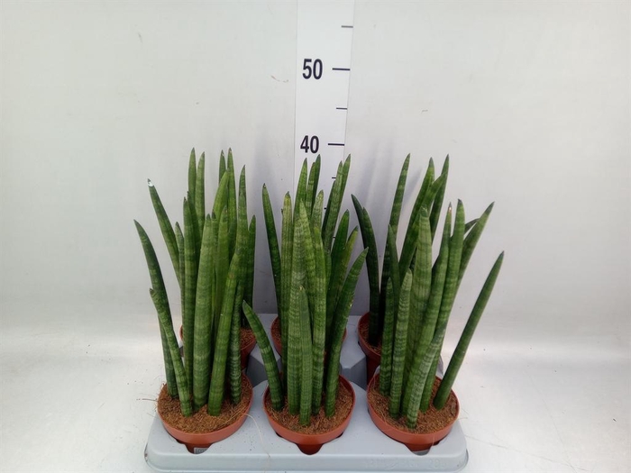 <h4>Sansevieria cyl. ...</h4>