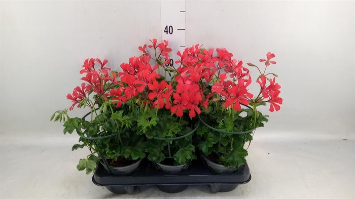 <h4>Geranium   ...</h4>