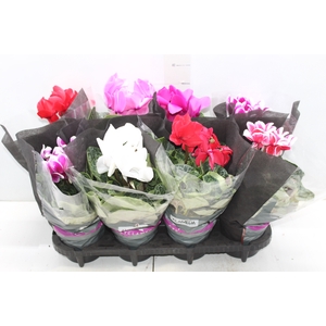 CYCLAMEN P14
