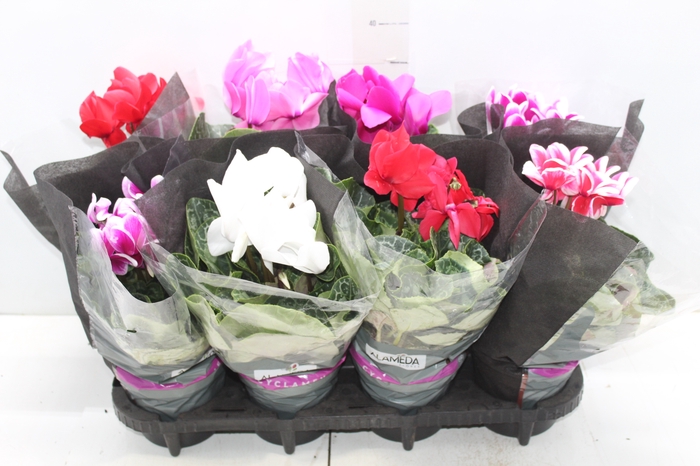 <h4>CYCLAMEN P14</h4>
