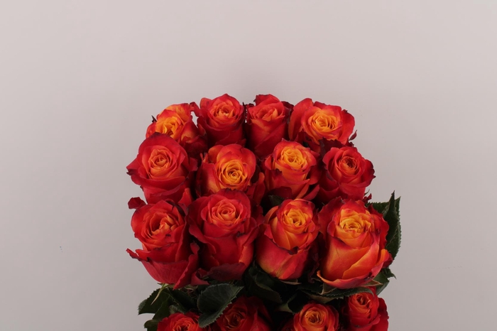 <h4>R Gr Atomic</h4>