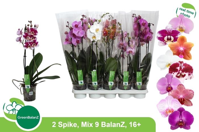 <h4>PHAL GEM 9 KL</h4>