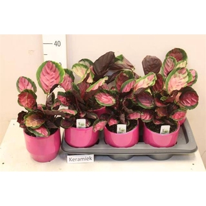 Calathea rosea-picta Rosy 14Ø 30cm