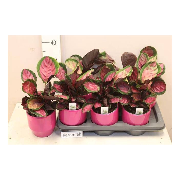 <h4>Calathea rosea-picta Rosy 14Ø 30cm</h4>