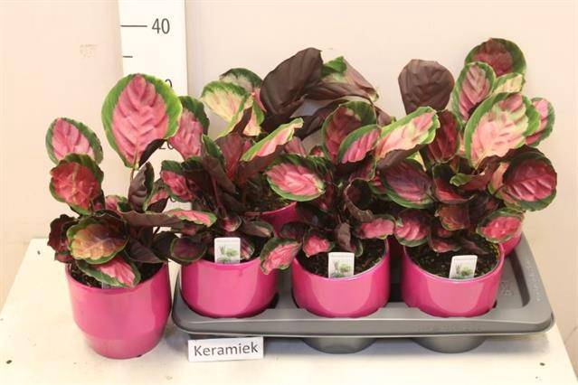 Calathea rosea-picta Rosy 14Ø 30cm