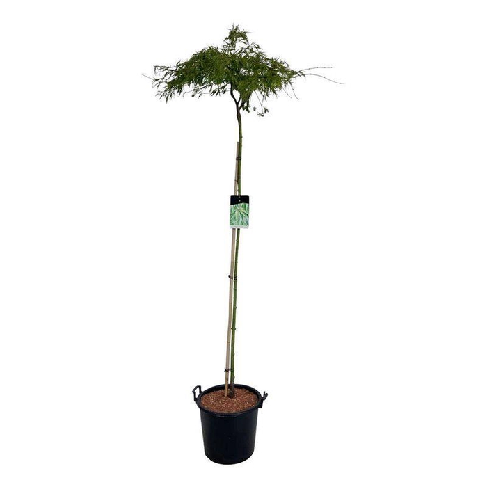 <h4>Acer pal. 'Dissectum'</h4>
