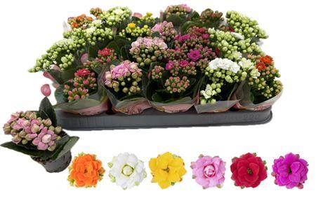 <h4>Kal Ge Rf Gem 6 Kl</h4>